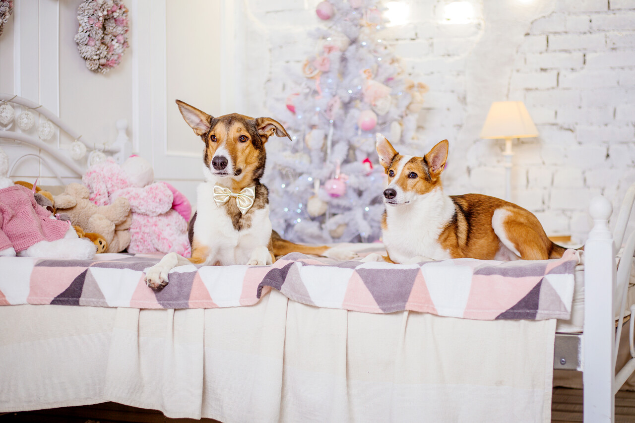 圣诞节背景上的狗新年礼物圣诞树寒假