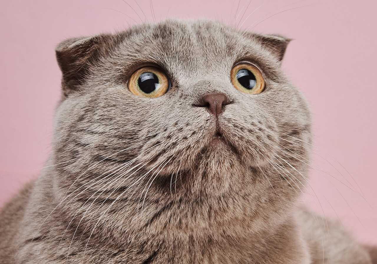 灰色英国短毛猫在粉红色背景的特写图像