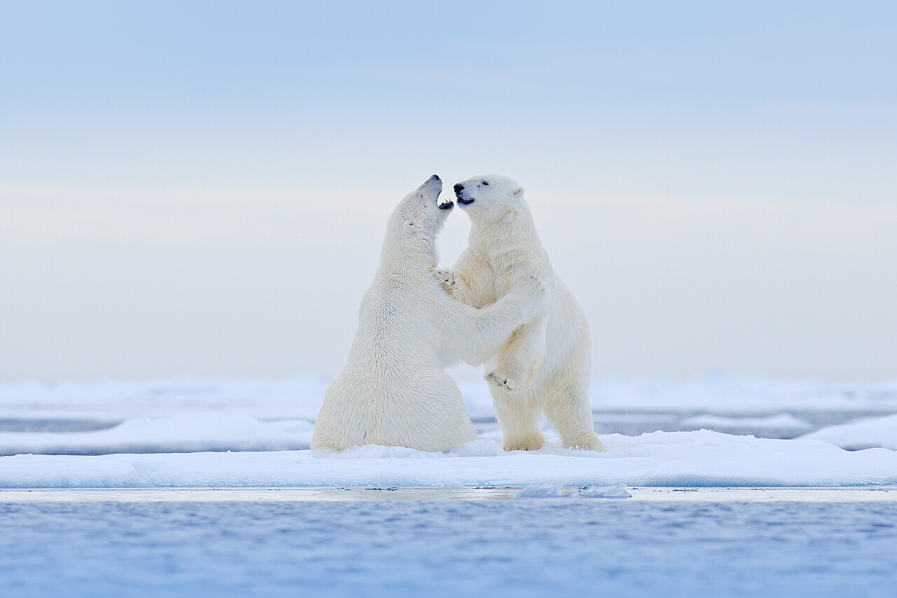 北极冰面上的两只北极熊