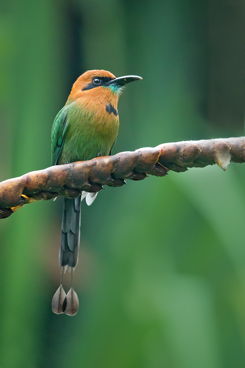 在玻利维亚巴西哥伦比亚都发现了这种鸟类