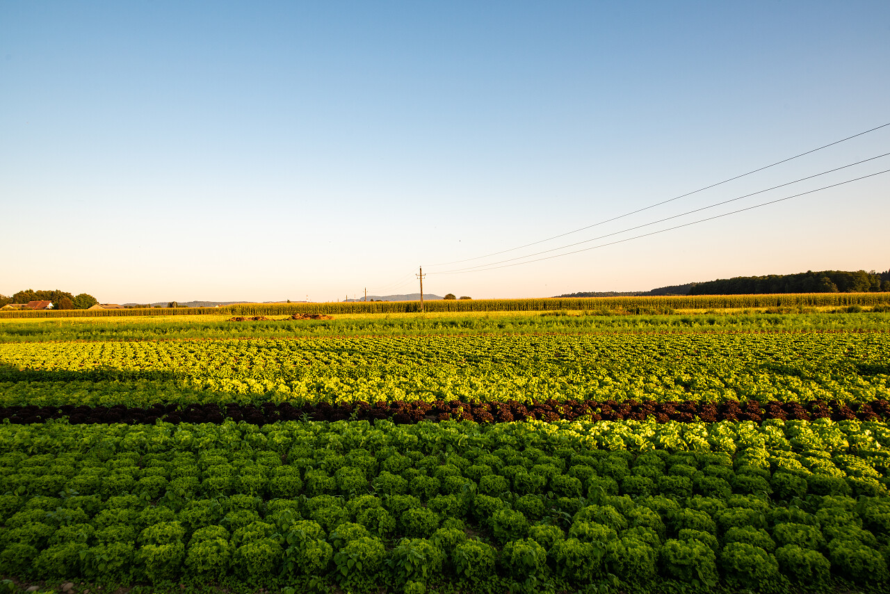 庄稼在夏天的阳光下