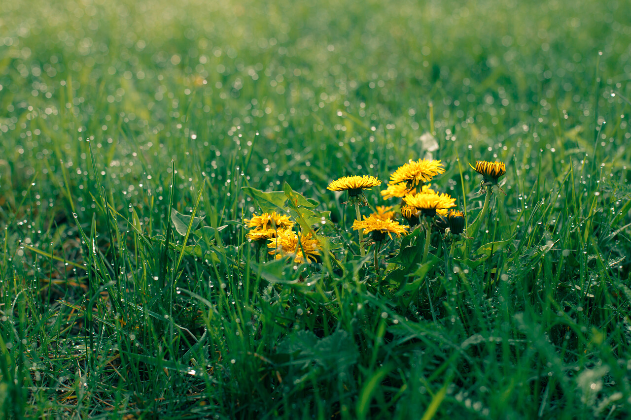 草地的宏观照片黎明时分早春阳光明媚的早晨