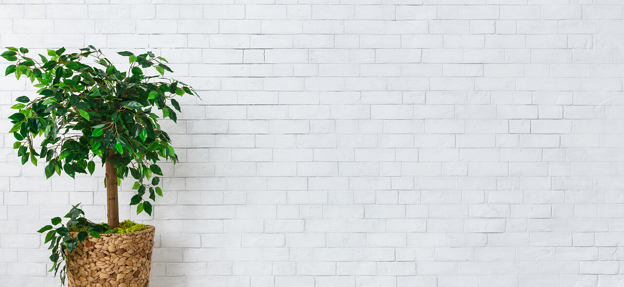 菲库斯树在锅站立在白色砖墙背景