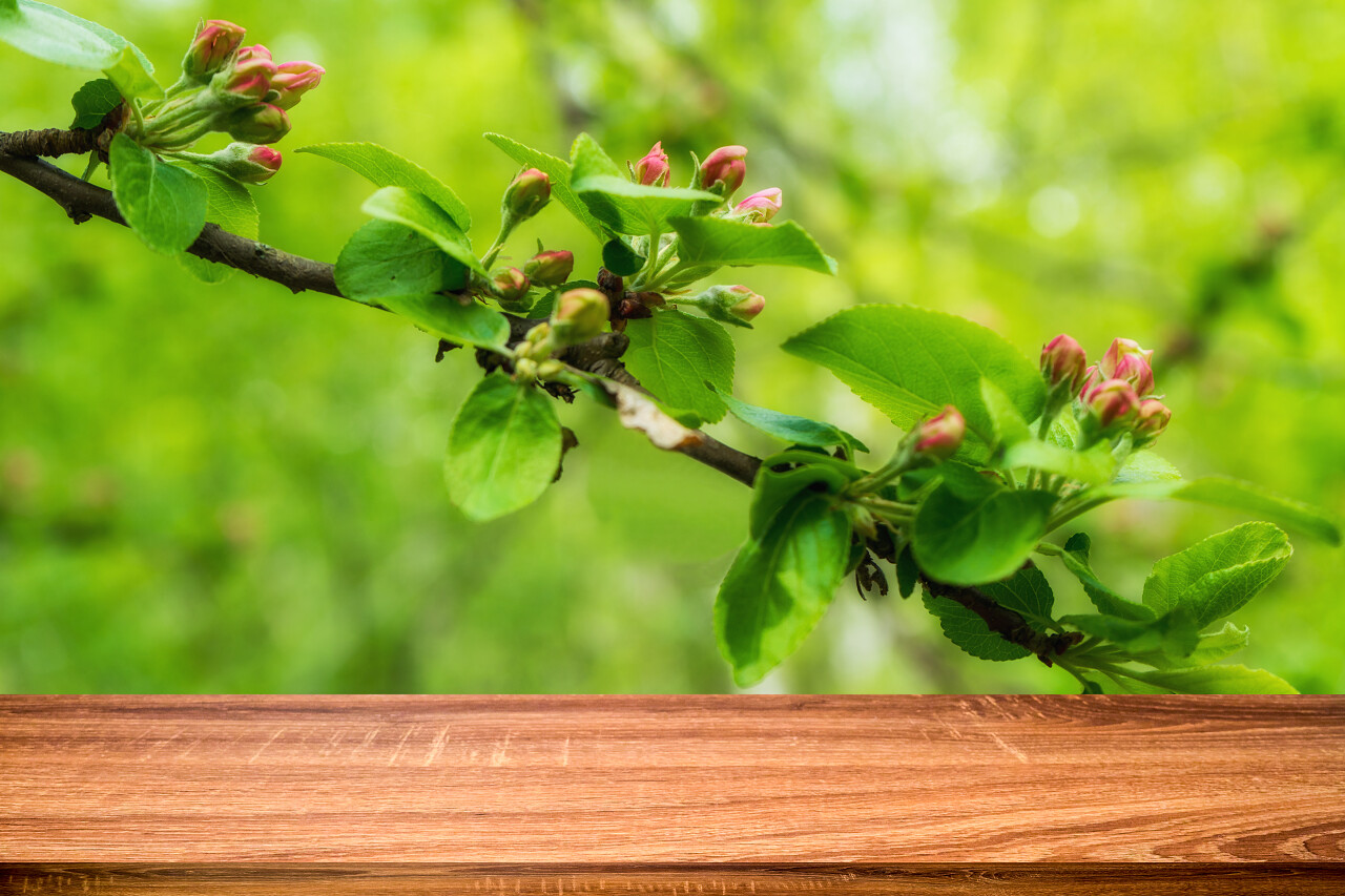 空的木桌与盛开的野生苹果树的春天背景
