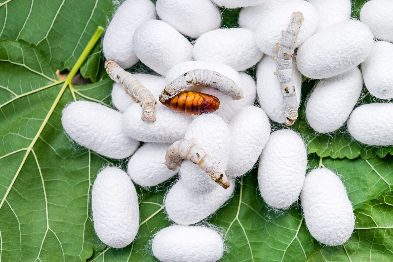 蚕和蚕蛹二十四节气24节气小满
