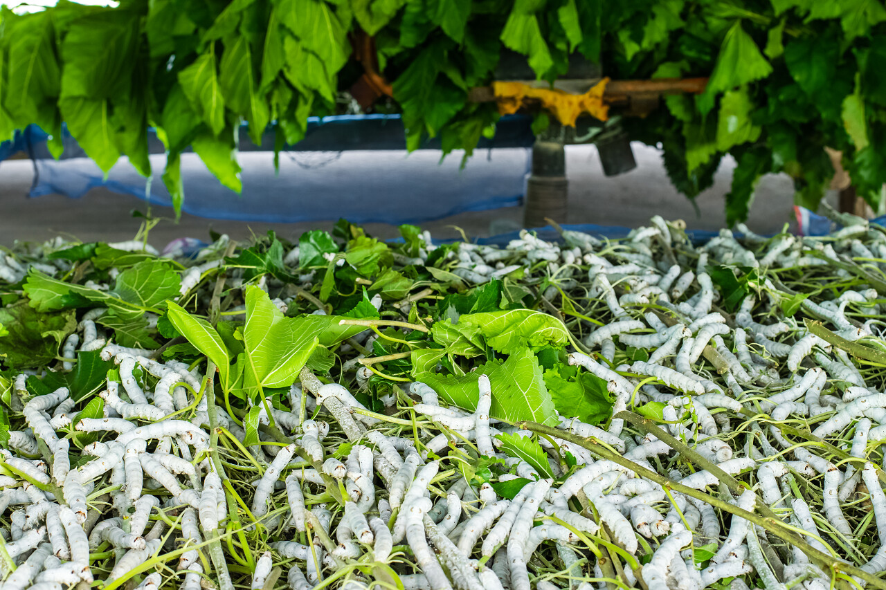 蚕吃桑叶二十四节气24节气小满