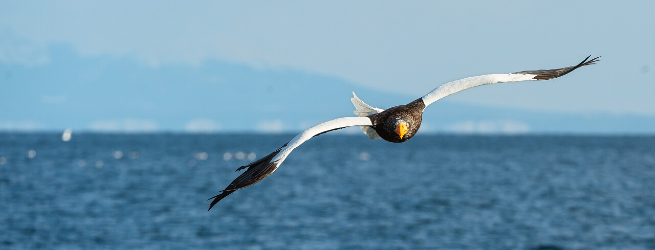 海面上飞行的海鸥