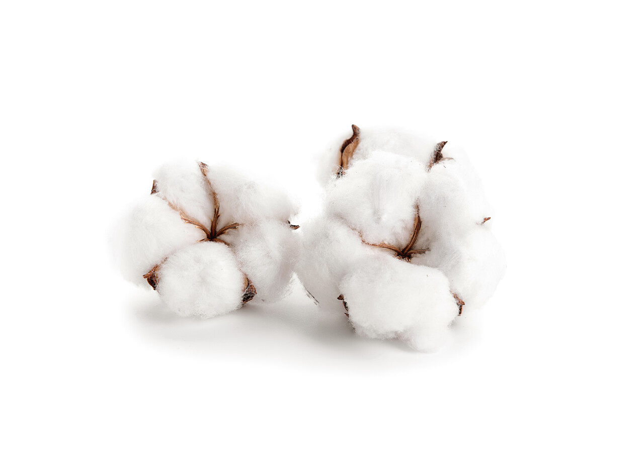 白色背景下的棉花