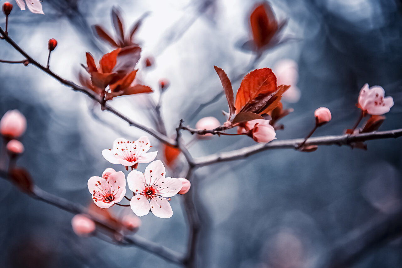 春天樱花盛开传统二十四节气24节气春分