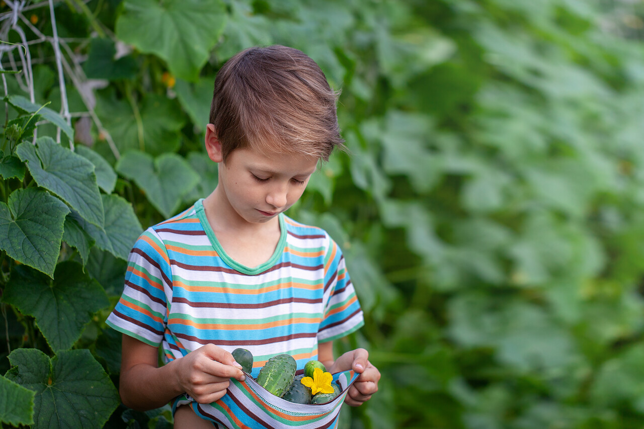 小男孩在农田采摘蔬菜丰收的喜悦