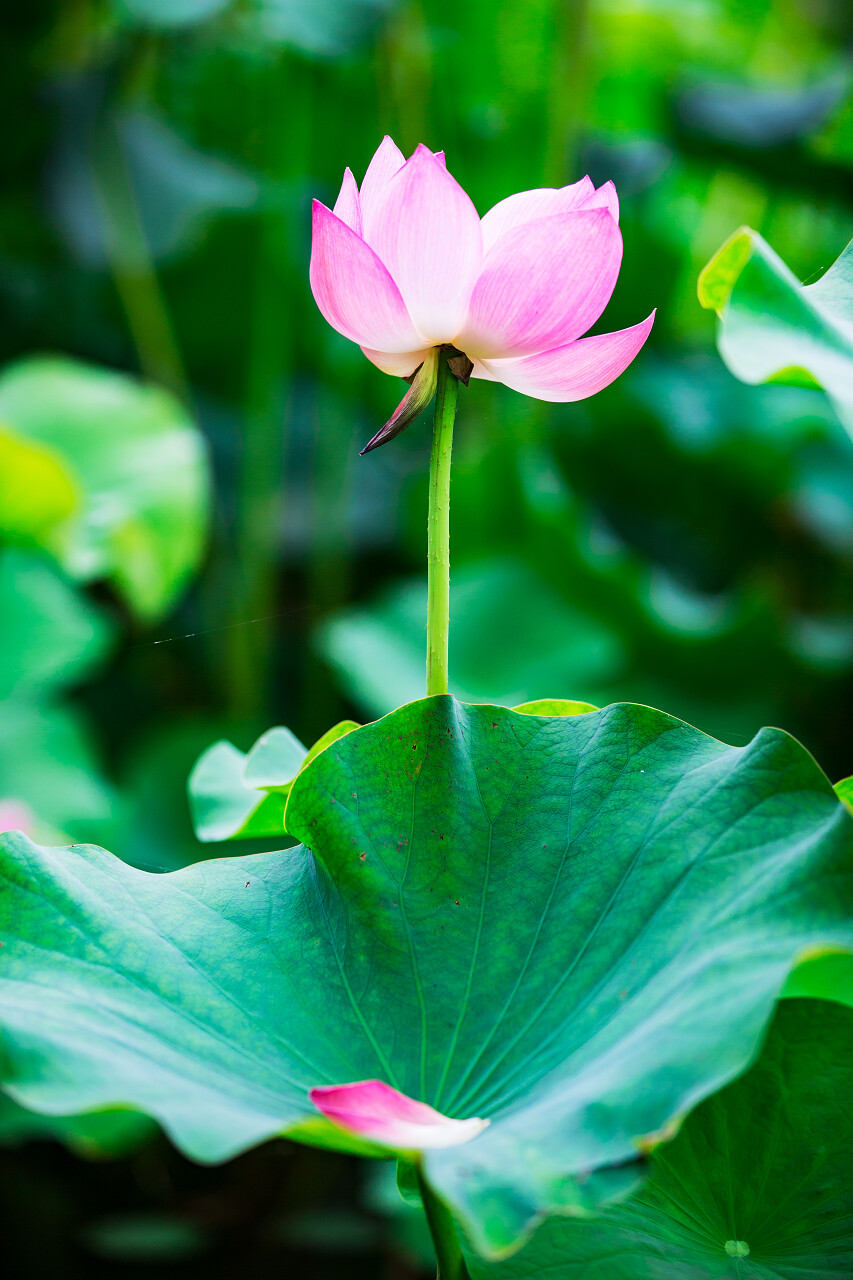 关门的朵盛开的二十四节气24节气立夏夏至小暑大暑
