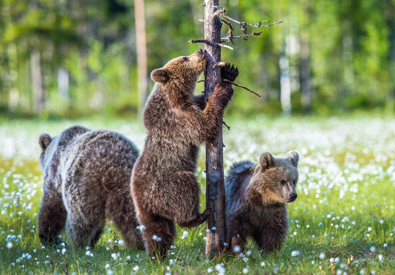棕熊幼崽和母亲在森林