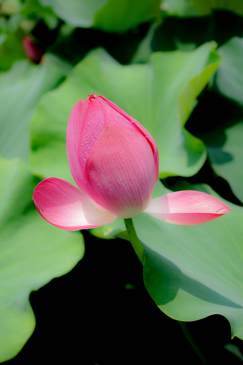 美丽的的花蕾二十四节气24节气立夏夏至小暑大暑