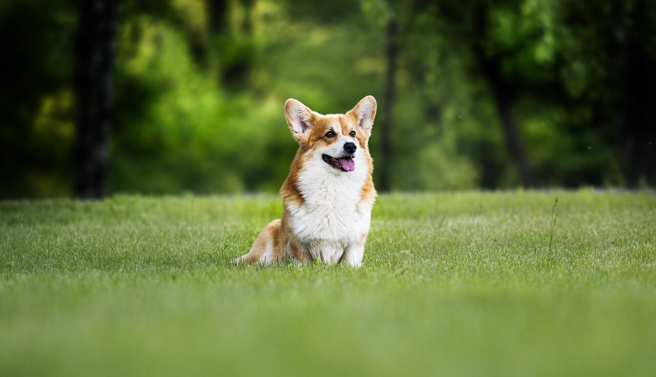 小狗在夏季散步