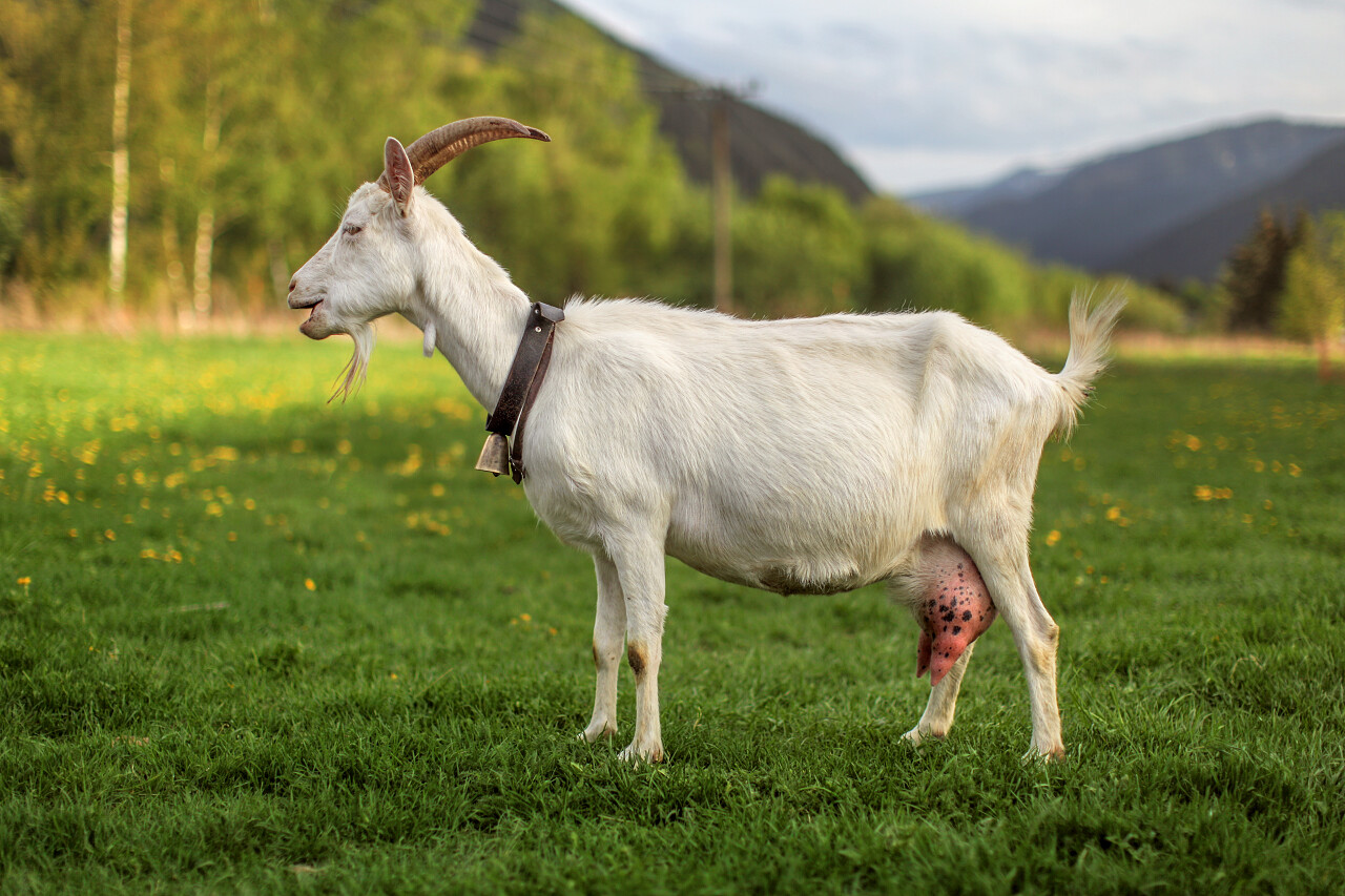 家养山羊
