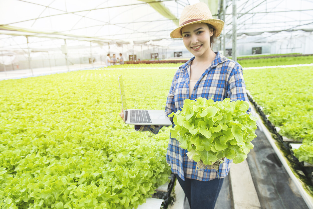 专注于绿色橡木蔬菜在亚洲女手中与笔记本电脑在温室水培有机丰收的喜悦