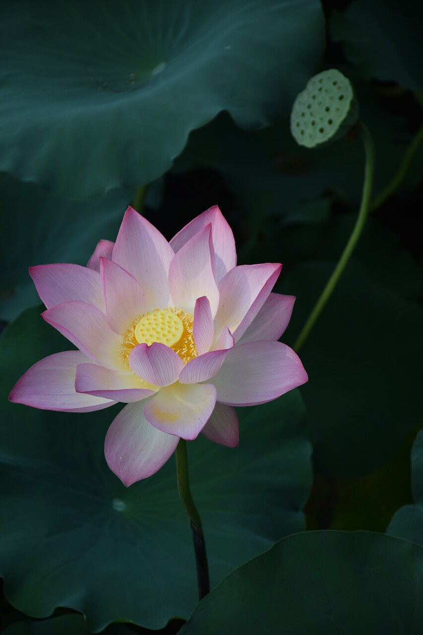 花园中盛开的水二十四节气24节气立夏夏至小暑大暑处暑