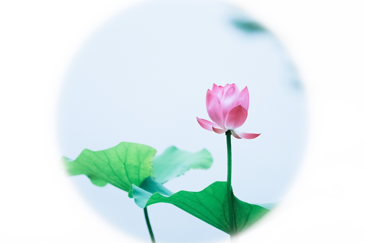 荷花二十四节气24节气立夏夏至小暑大暑处暑