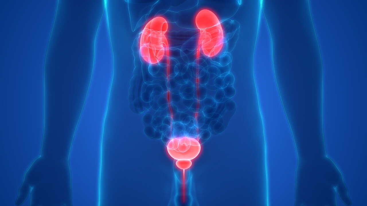 有膀胱解剖的人类泌尿系统肾世界肾脏日