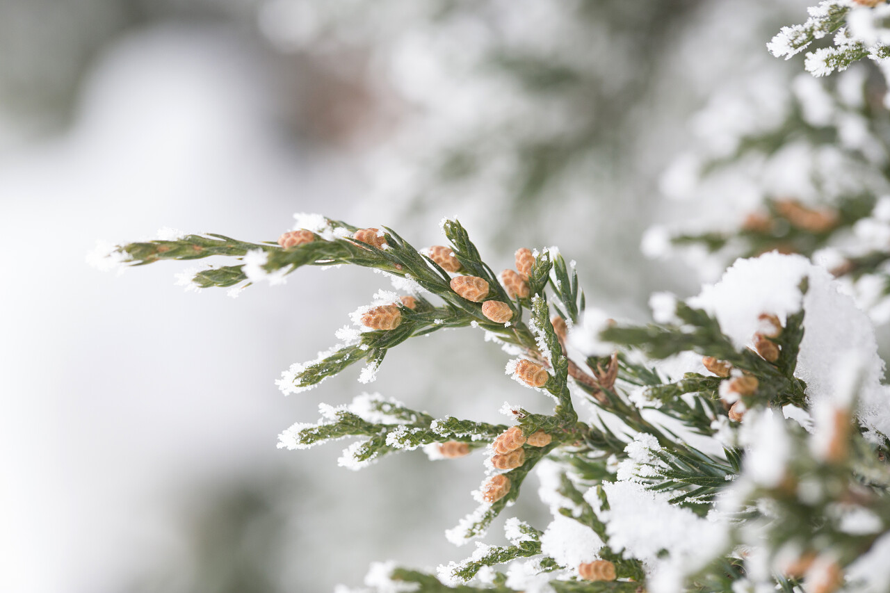 冬季被霜冻覆盖的植物霜降