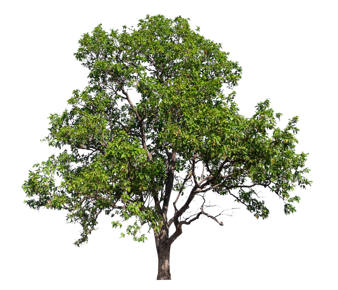 大树在白色背景