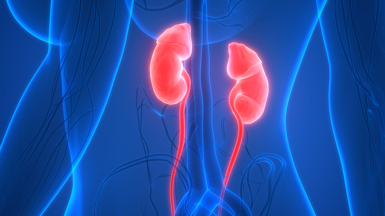 人类泌尿系统肾解剖世界肾脏日