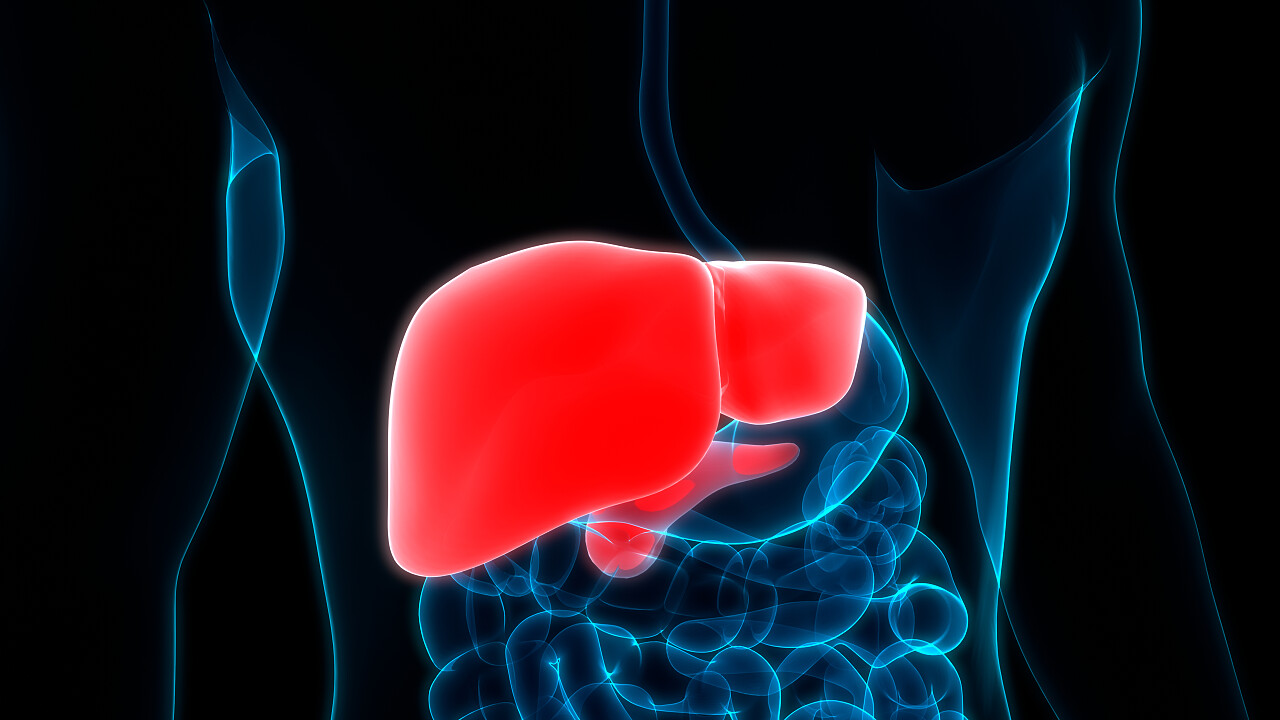 人体内消化器官肝解剖全国爱肝日