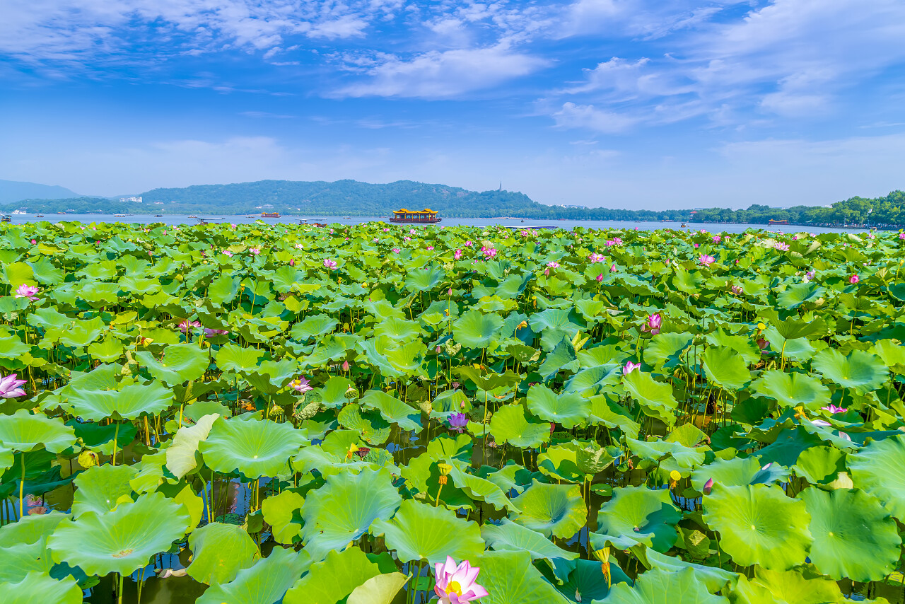 荷花荷叶夏荷西湖景观