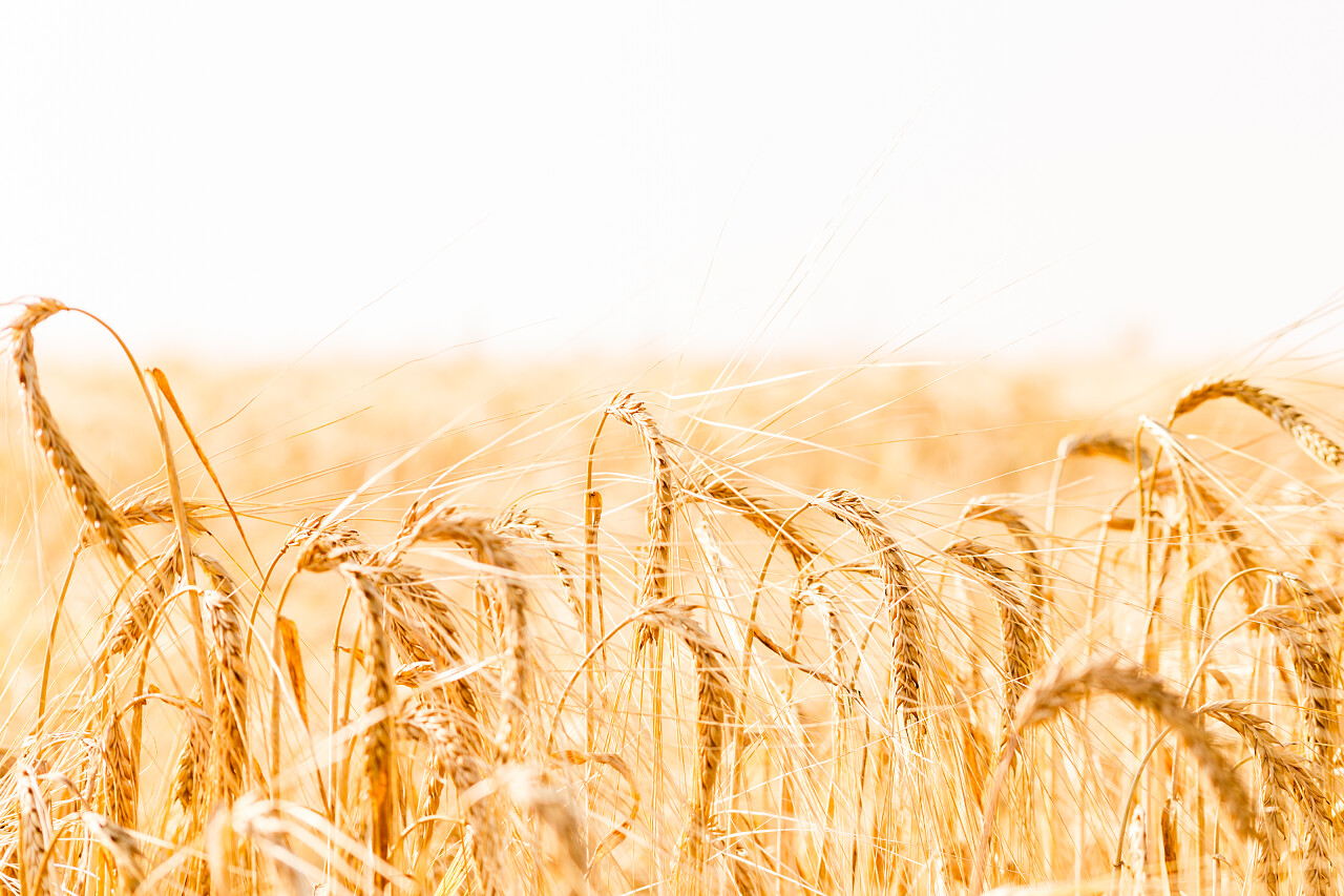 麦田草地麦田成熟穗的背景丰富的农村二十四节气24节气芒种小满