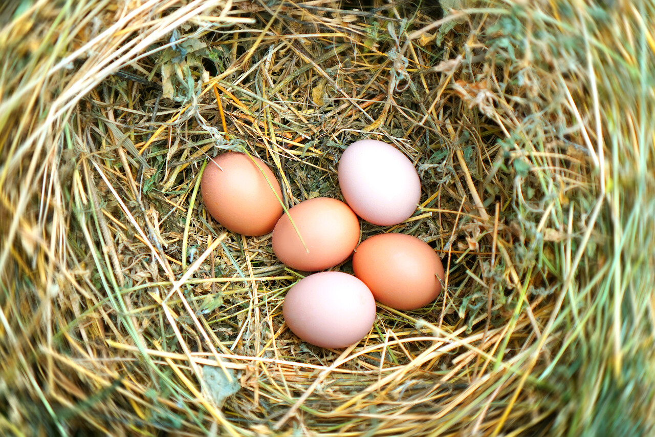 鸟巢与鸡蛋的特写
