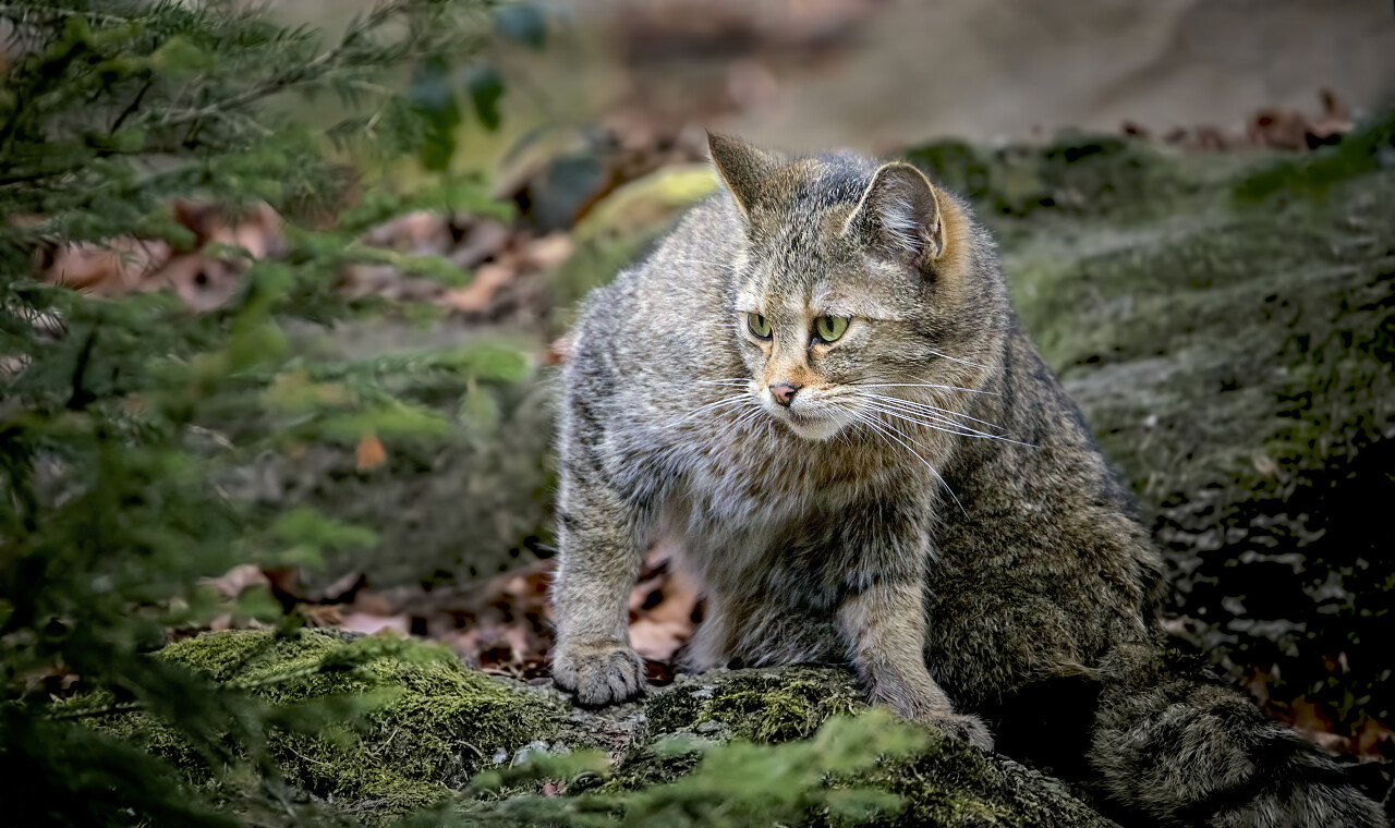 欧洲野生猫科动物在自然山林环境中从灌木丛中
