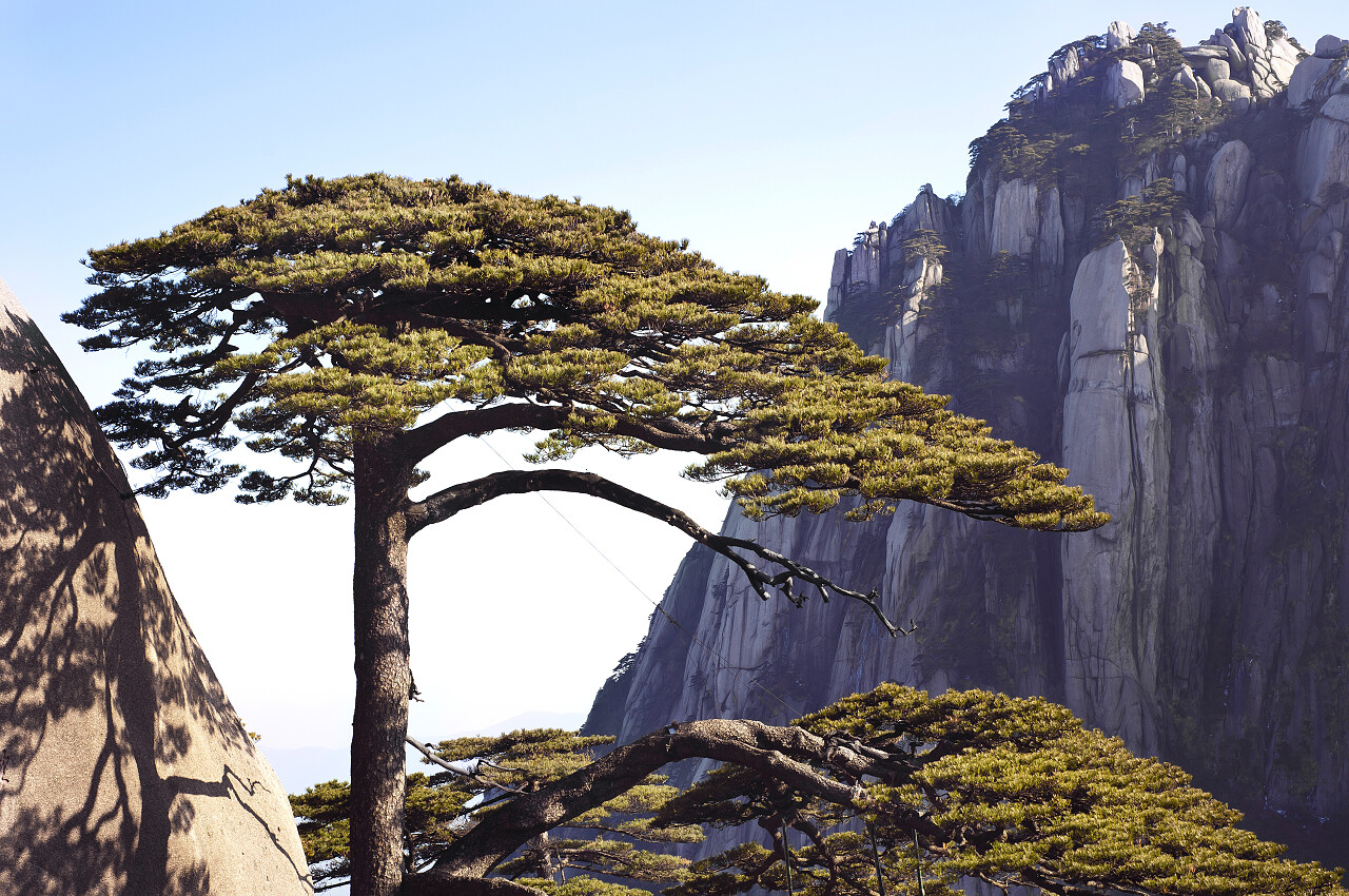 欢迎松树中国黄山黄山旅游