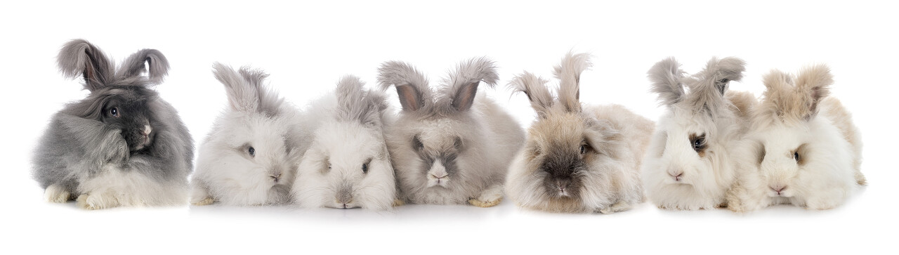 白色背景前的英式安哥拉语