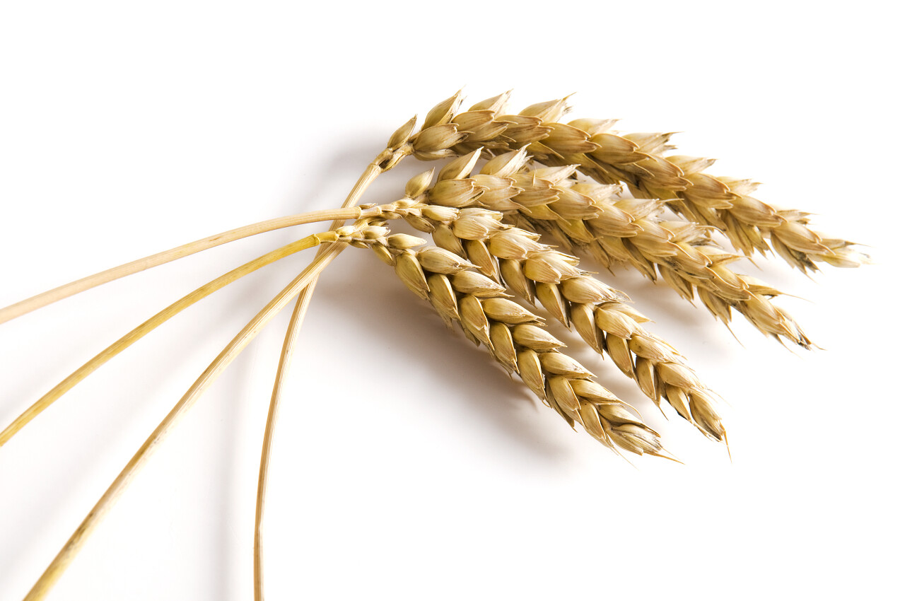 白色背景的金色小麦二十四节气24节气芒种小满