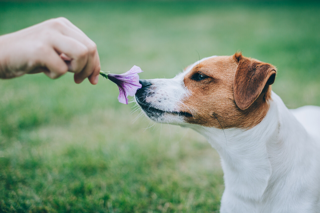 可爱的小狗杰克罗素特里耶嗅着花