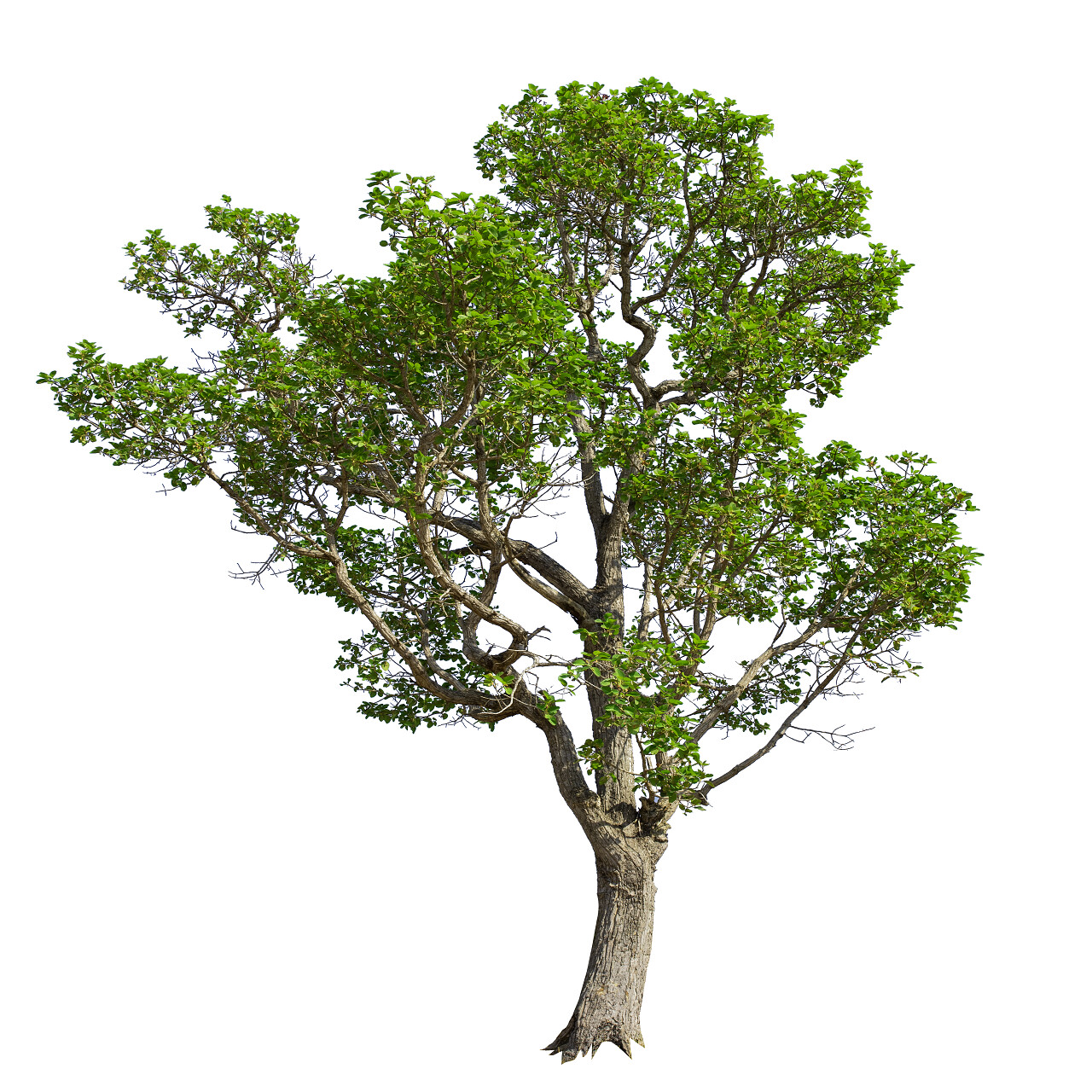 在白色背景上的树