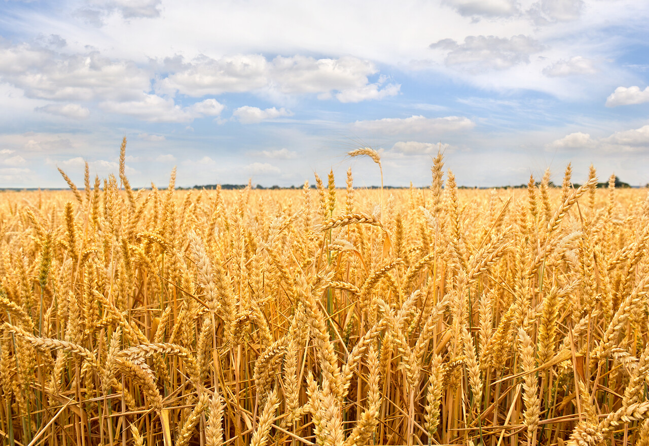 背景蓝云天下的小麦收获期二十四节气24节气芒种