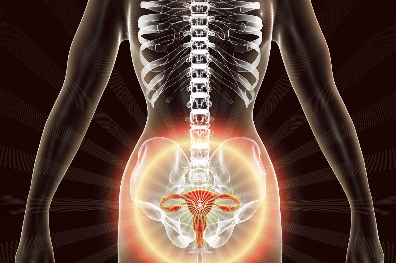 女性生殖系统3D图解