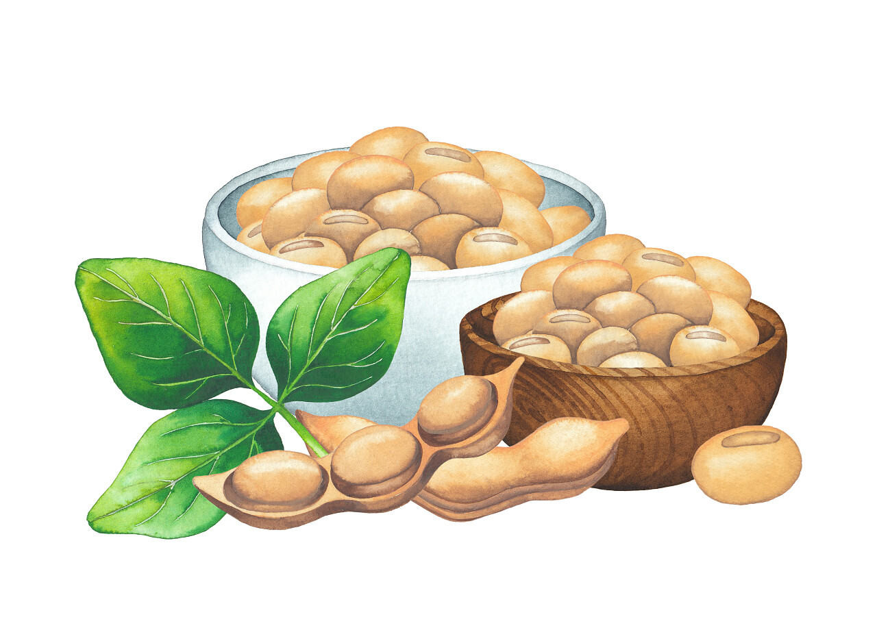 水彩设计与大豆植物和碗在白色背景上的手绘插图