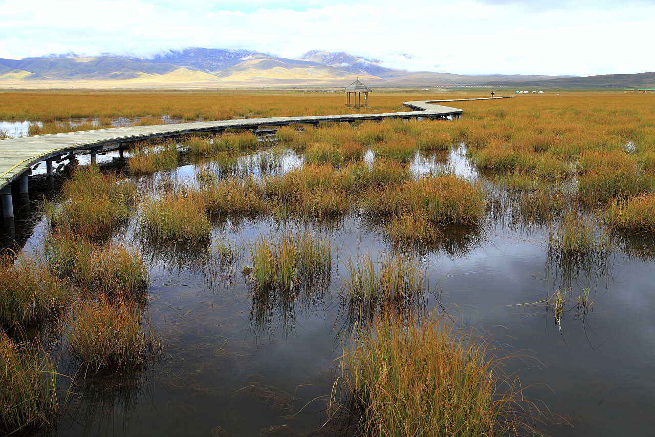 四川若尔盖花湖风景小径四川旅游·湿地沼泽湿地日