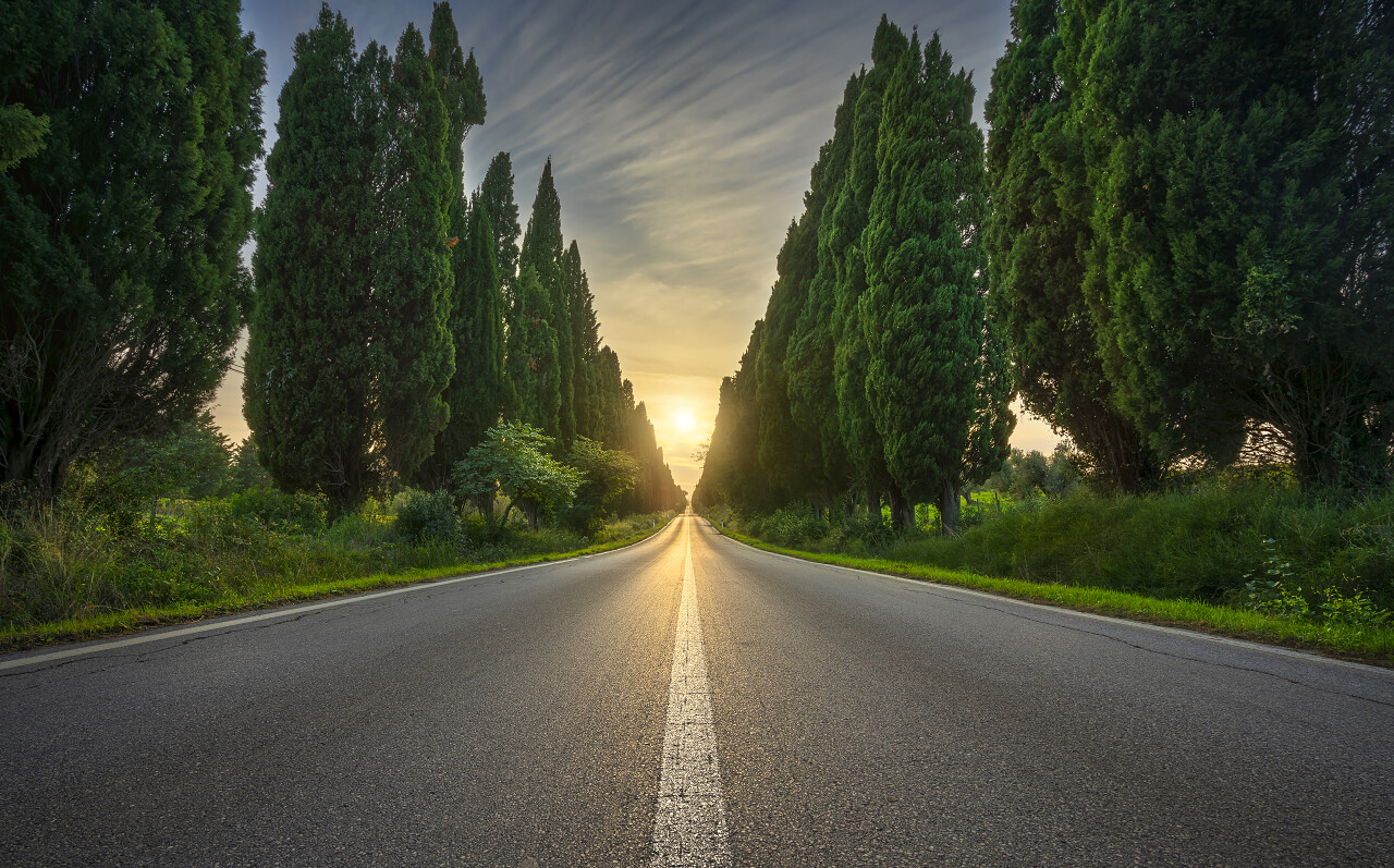 日落时笔直的林荫大道