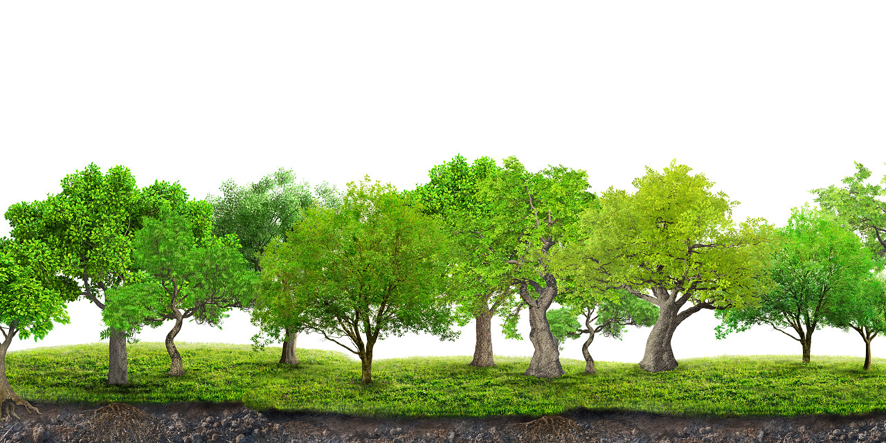 白色背景的树木森林