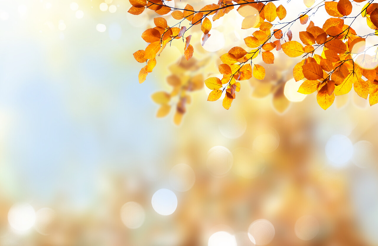 黄色的树叶特写美好回忆树叶二十四节气24节气立秋秋分