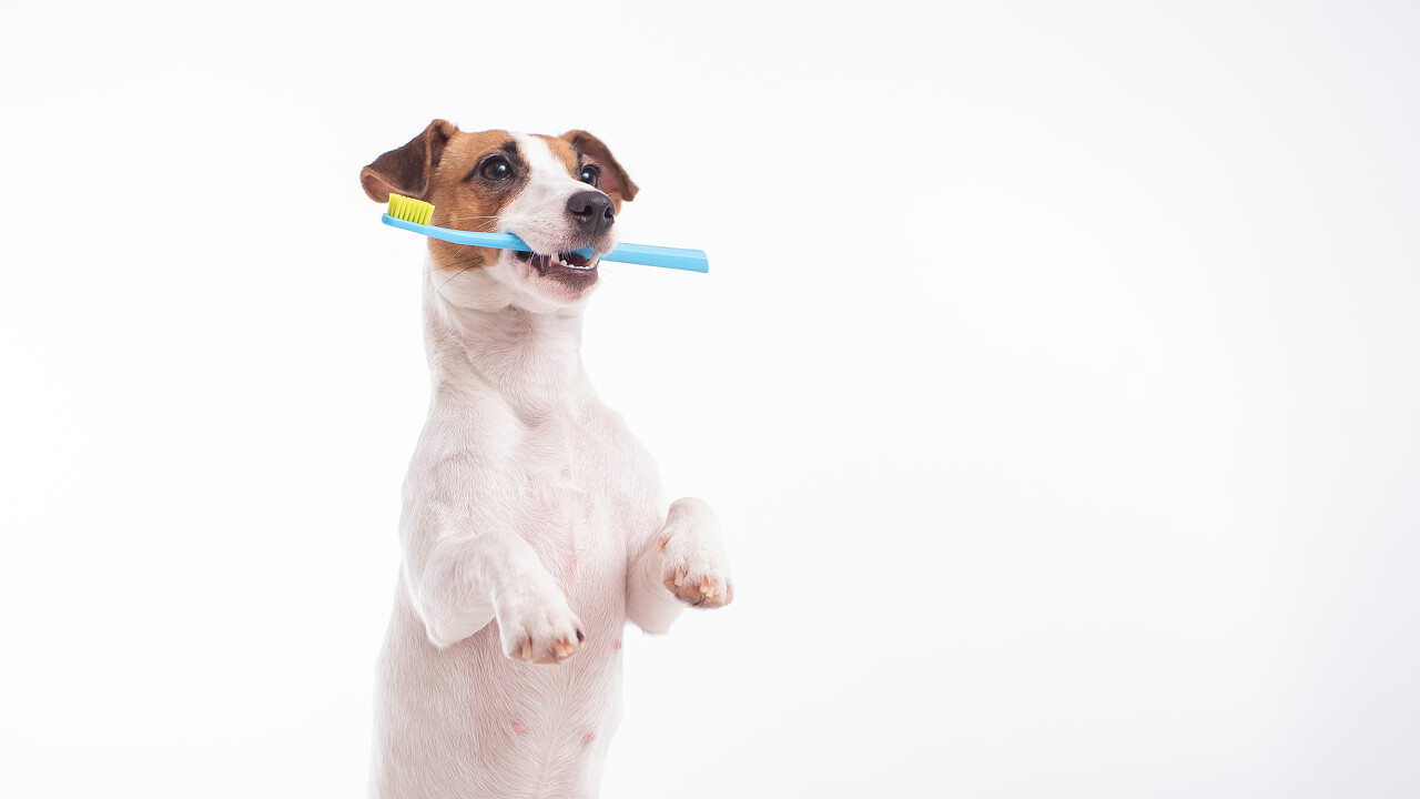 叼着牙刷的狗狗口腔牙齿口腔牙齿