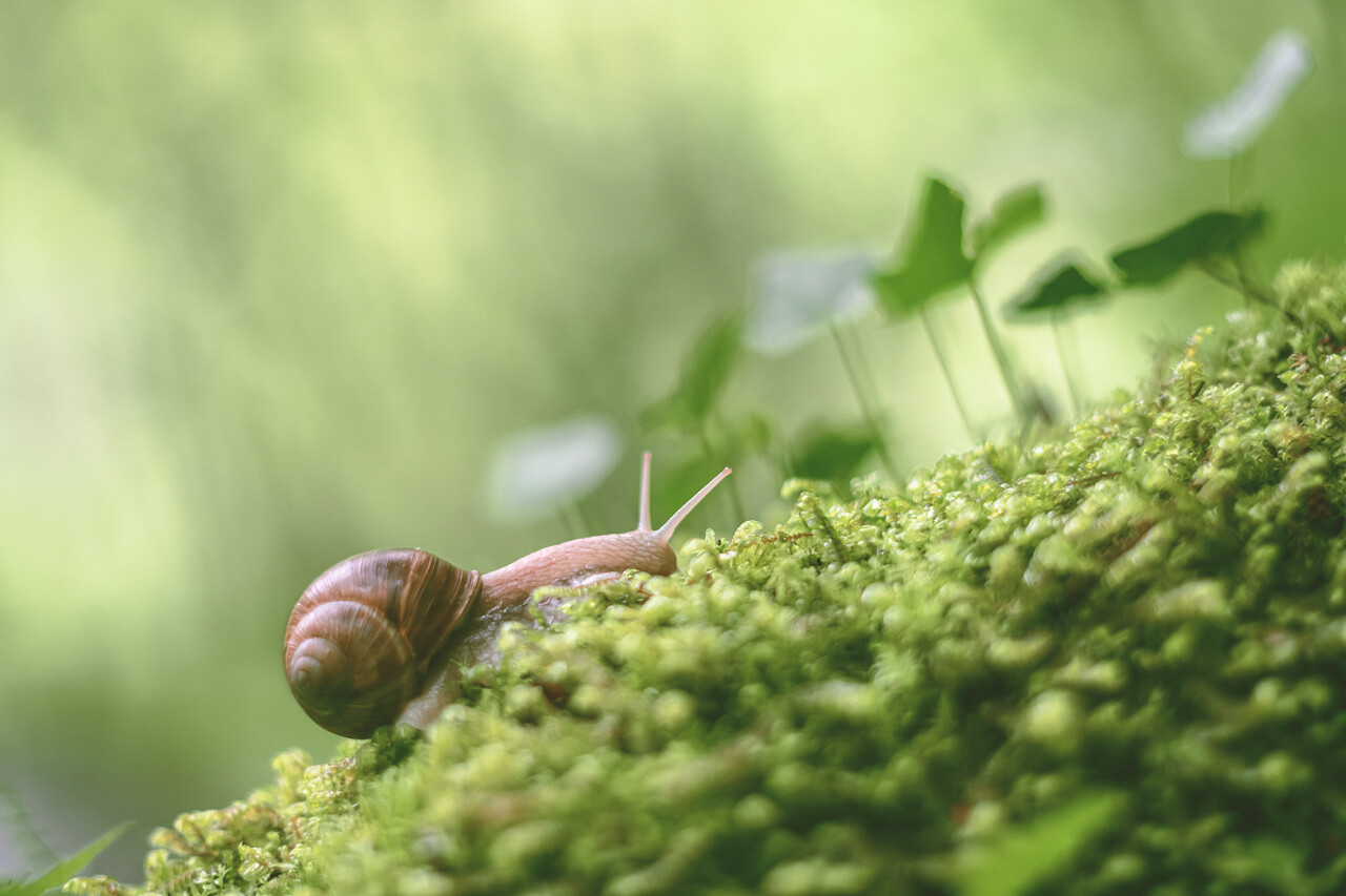 苔藓上的蜗牛特写渲染传统二十四节气24节气惊蛰