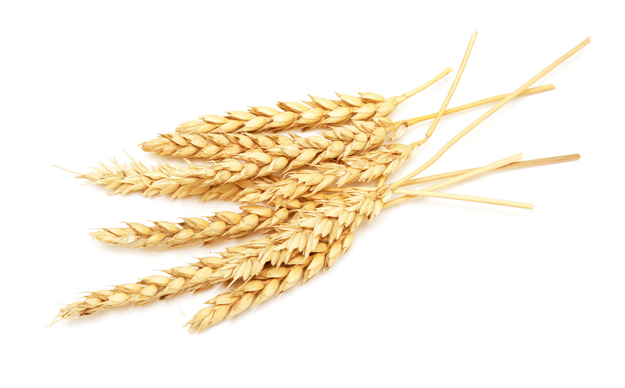 成熟的小麦特写二十四节气24节气芒种小满