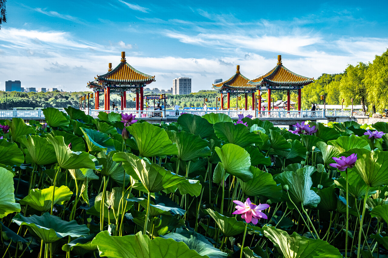 公园盛开的荷花二十四节气24节气立夏夏至小暑大暑