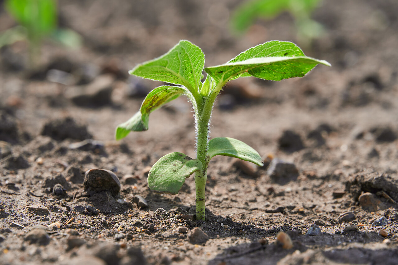 田里的一株幼芽春天种子发芽成长幼苗小芽嫩芽幼芽