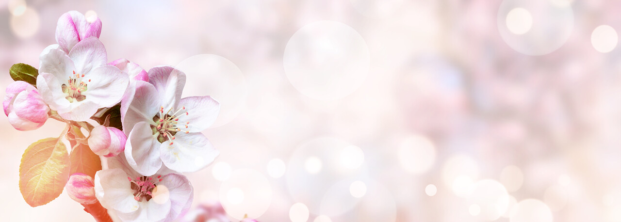 樱花特写和模糊的背景传统二十四节气24节气春分