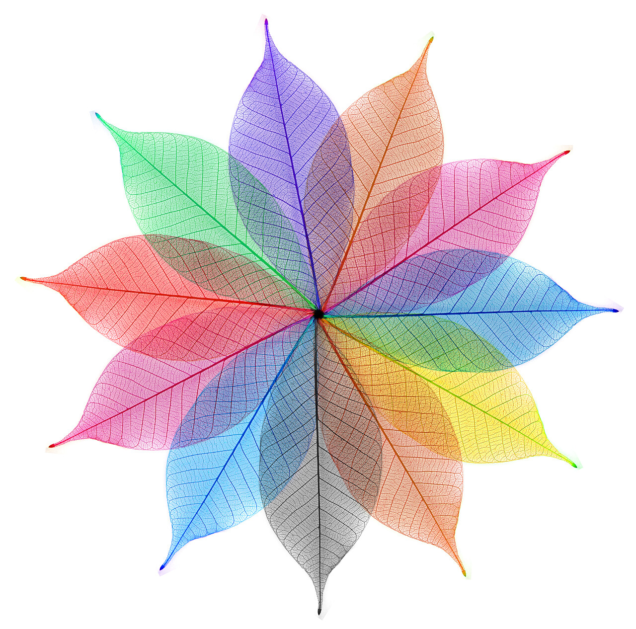 白底彩色树叶叶子